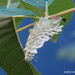 Unidentified Caterpillar by falcon11