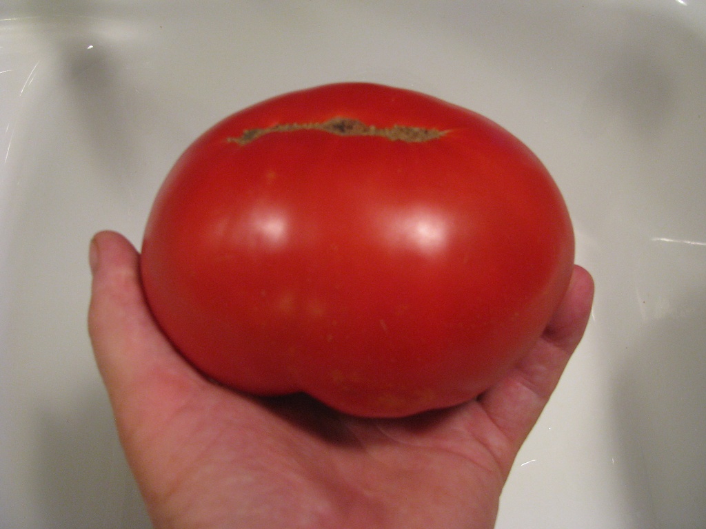 big tomato by rrt