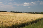 10th Aug 2013 - Fields of Wheat