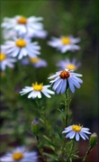8th Sep 2013 - Wild Asters