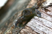 8th Sep 2013 - Toad on Log--with fuzzy nose