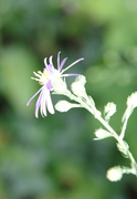 8th Sep 2013 - Over-exposed flower