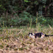 Feral Cat by lstasel