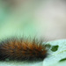 Caterpillar by mzzhope