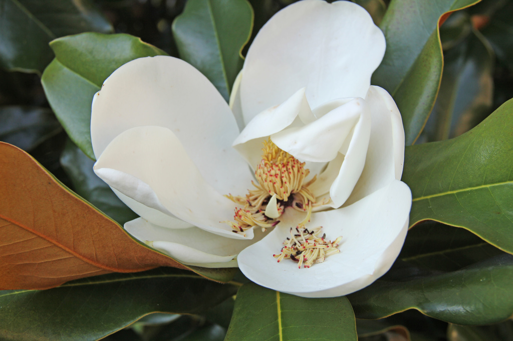 magnolia by hjbenson