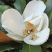 magnolia by hjbenson