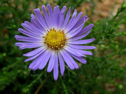 8th Sep 2013 - Aster