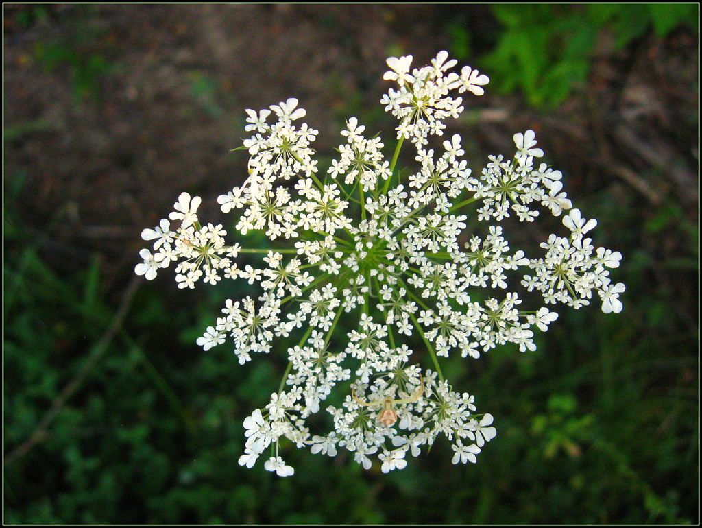 Queen Anne's Lace by olivetreeann
