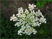 7th Sep 2013 - Queen Anne's Lace