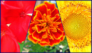 8th Sep 2013 - Red, Orange and Yellow