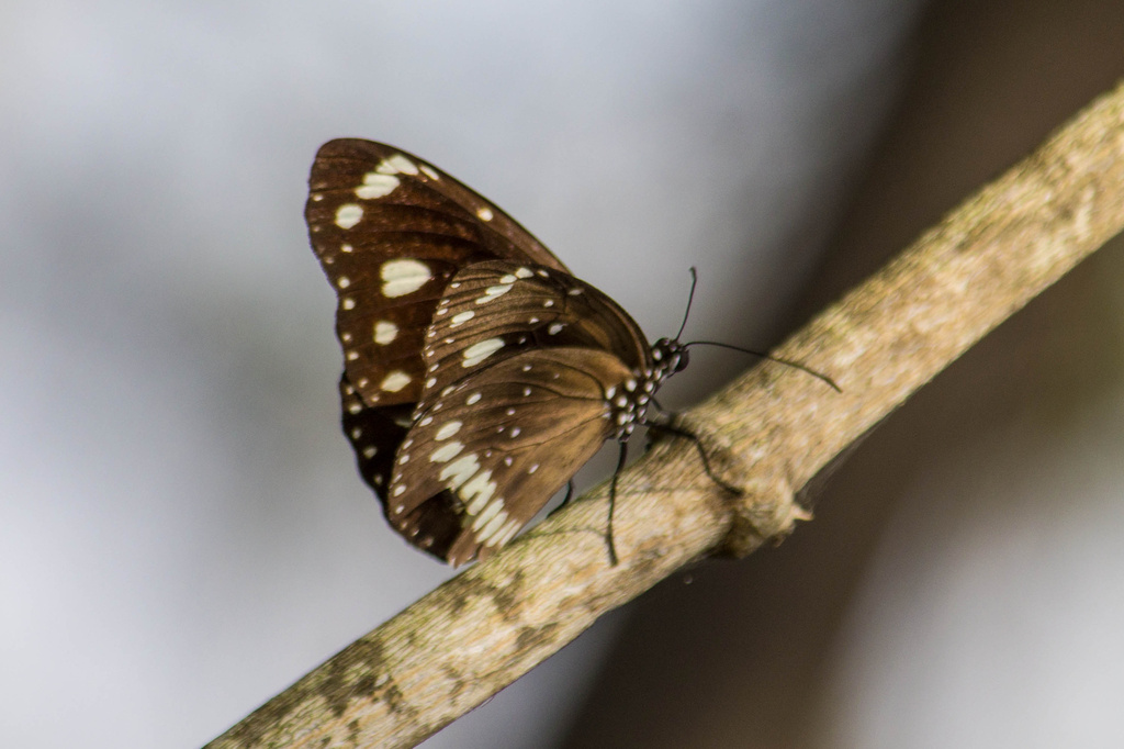 Bachsten butterfly by goosemanning