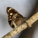 Bachsten butterfly by goosemanning