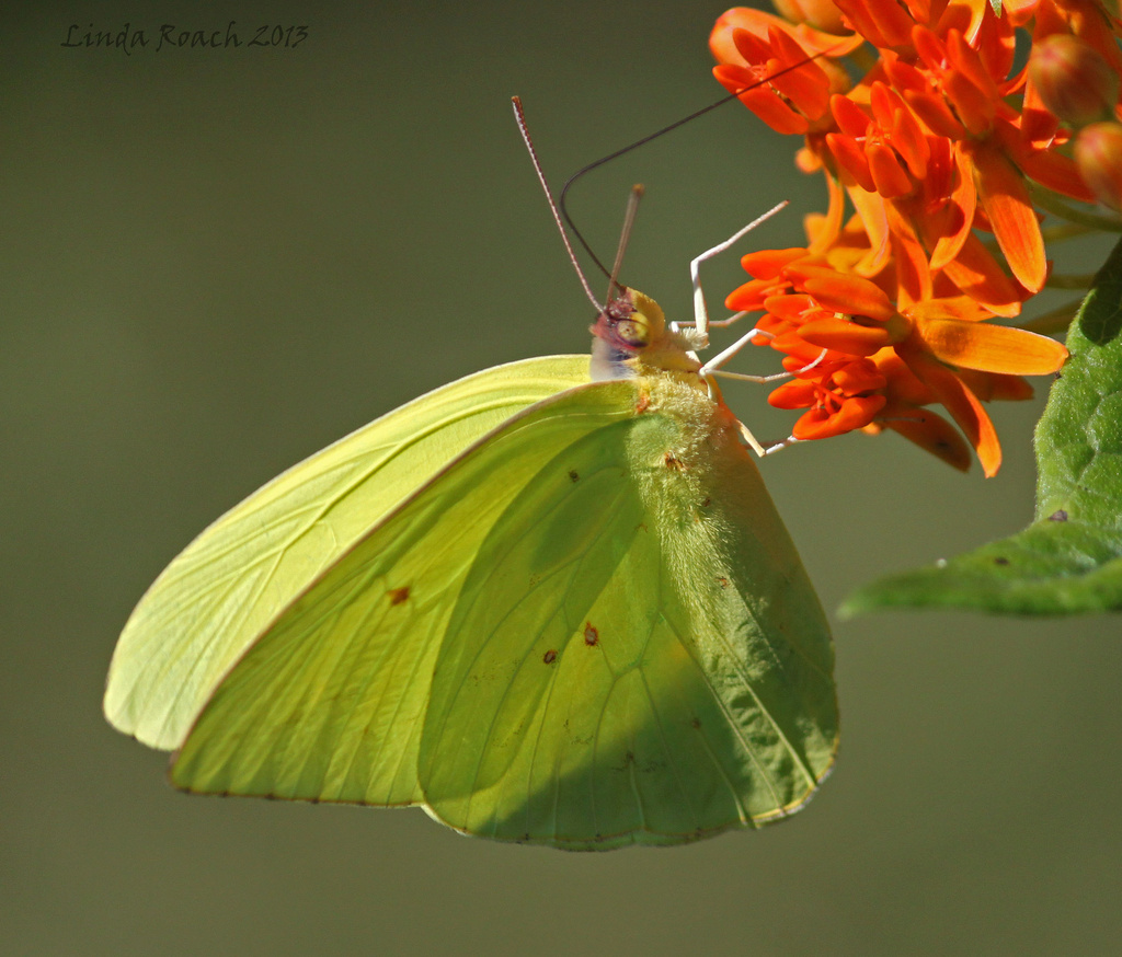 Yellow butterfly up close  by grannysue