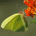Yellow butterfly up close  by grannysue