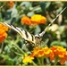 Scarce Swallowtail Butterfly(best viewed large) by carolmw
