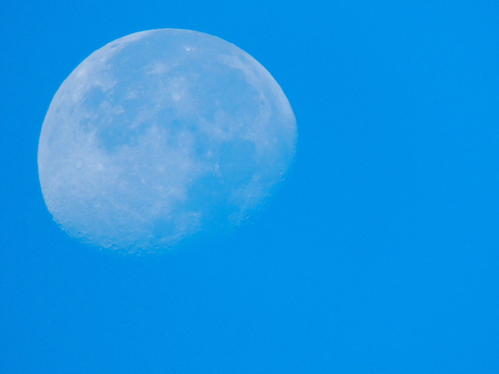 August Day time moon by dianezelia