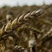 Wheat by nicoleterheide