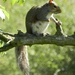 Grey Squirrel by fishers