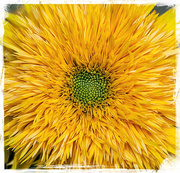 9th Sep 2013 - Sunflower Closeup