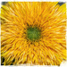 Sunflower Closeup by gardencat