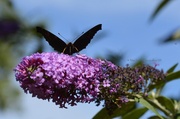 6th Sep 2013 - butterfly-bush #2