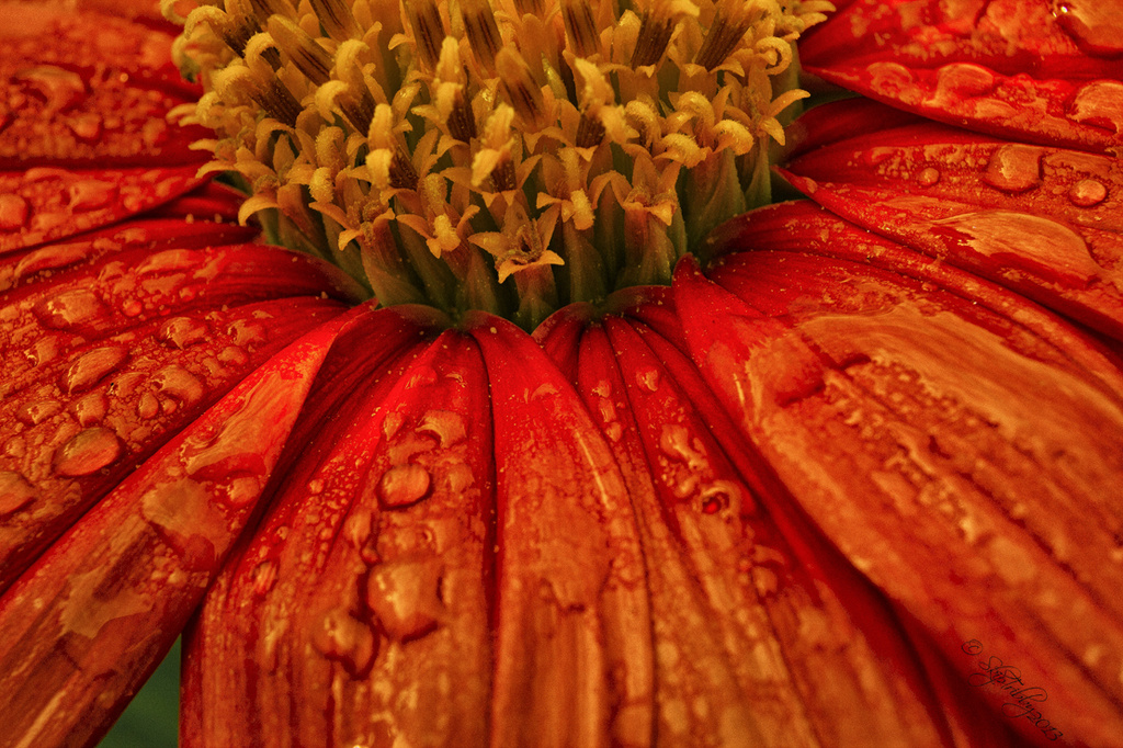 Mexican Sunflower  by skipt07