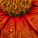 Mexican Sunflower  by skipt07