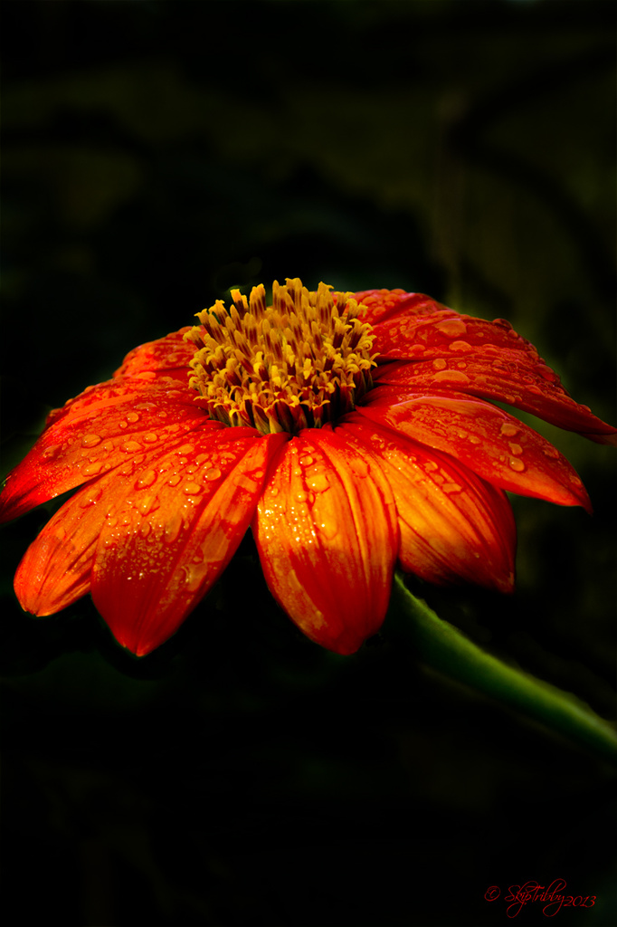 Mexican Sunflower by skipt07