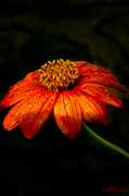 9th Sep 2013 - Mexican Sunflower