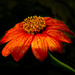 Mexican Sunflower by skipt07
