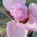 Magnolia kobus by kiwiflora