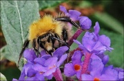 9th Sep 2013 - Another bee