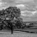 Lone Tree by phil_howcroft