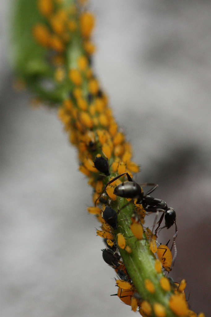 Herding Aphids by mzzhope
