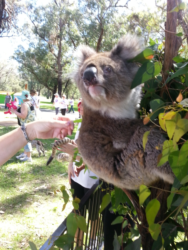 cutie koala by winshez