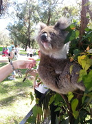 8th Sep 2013 - cutie koala