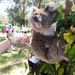 cutie koala by winshez