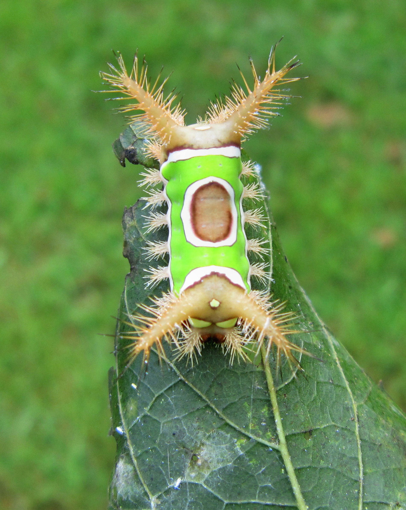 Saddleback Caterpillar by cjwhite