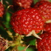 Berries by farmreporter