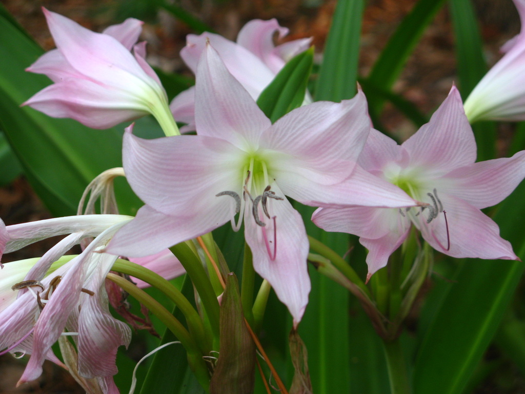 Blooming Lilies in the Semi-Tropics of South Texas by handmade