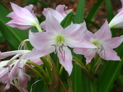 10th Sep 2013 - Blooming Lilies in the Semi-Tropics of South Texas