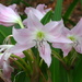 Blooming Lilies in the Semi-Tropics of South Texas by handmade