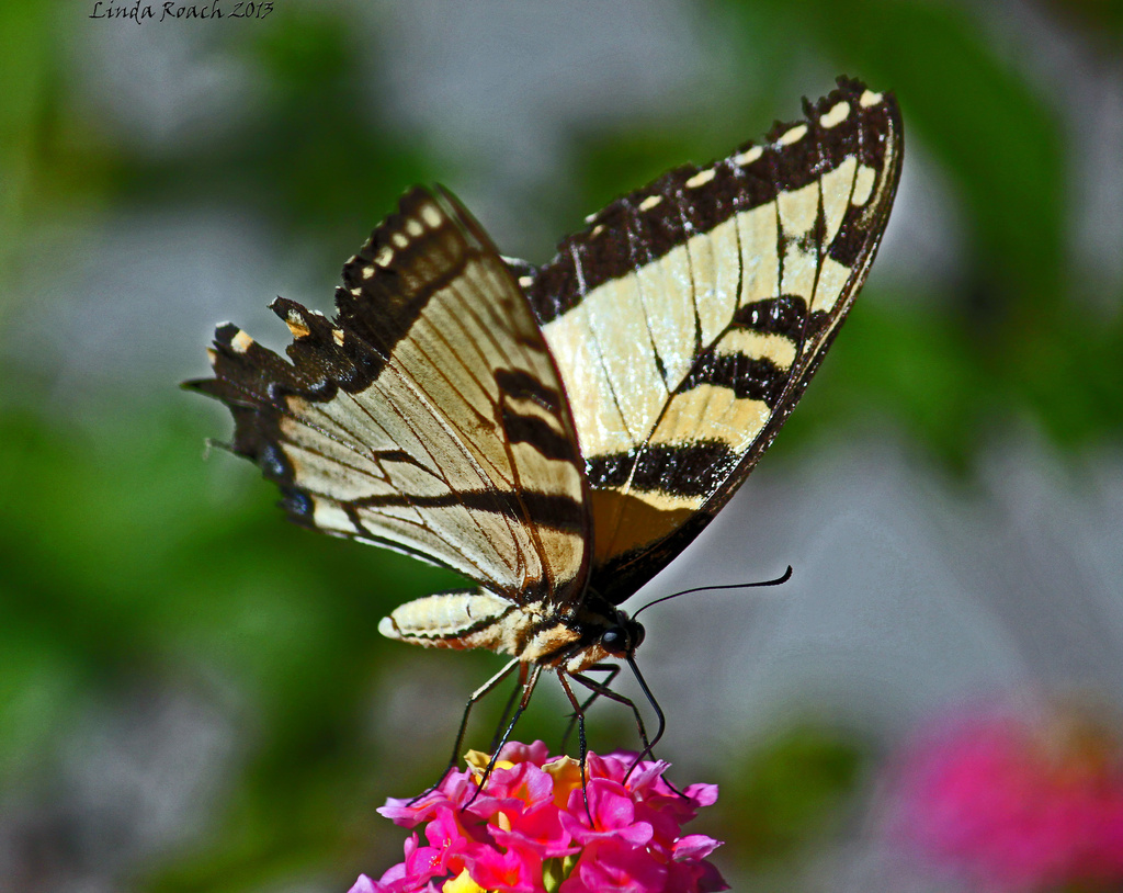 Yellow and Black Butterfly  by grannysue