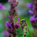Insect on a flower by nicoleterheide