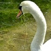"A swan? Me a swan? Ah, go on!" by quietpurplehaze
