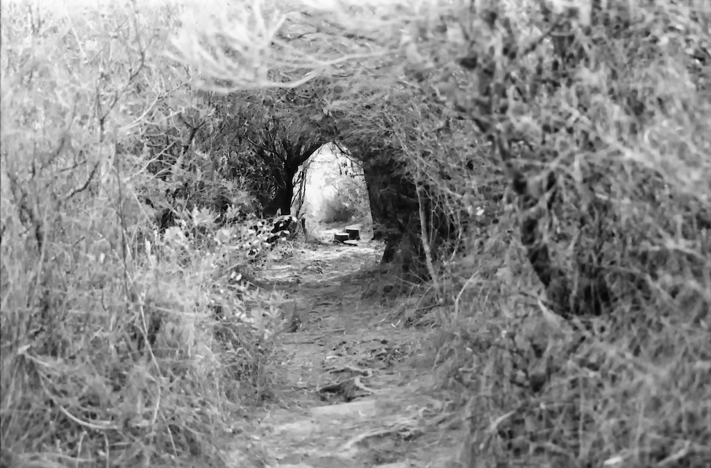 Bush arch by peterdegraaff