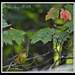 autumn warbler by mjmaven