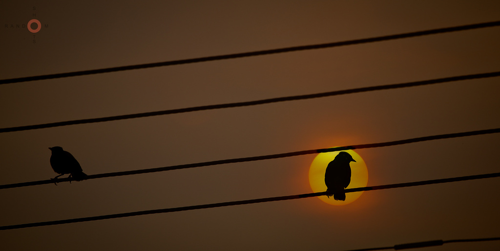 Bird on a wire by abhijit