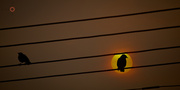 10th Sep 2013 - Bird on a wire