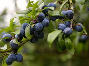 10th Sep 2013 - Sloe berries-I think
